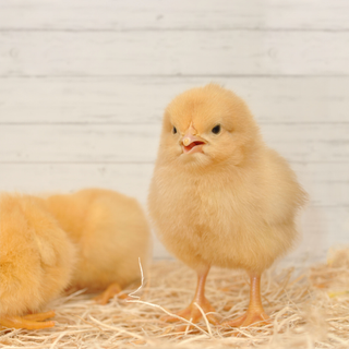 Buff Orpington Female (Ship Date: 9/22)