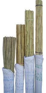 Bamboo Stake Natural - 8' Tall x 1" Diameter