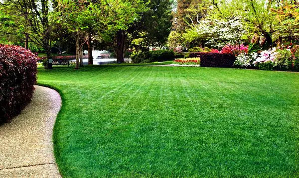 Lawn