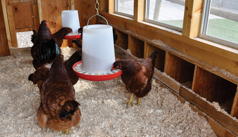 Poultry Supplies