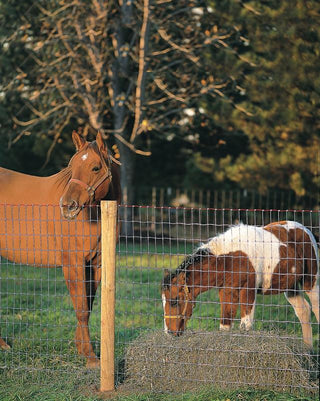 Red Brand non-climb wire horse fencing sold at Little Sasquatch Farm and Garden in Burlington NC