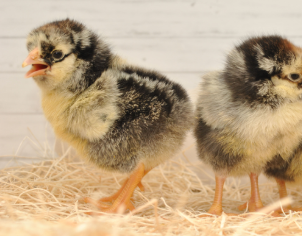 Silver Laced Wyandotte - Female | 4/7/26