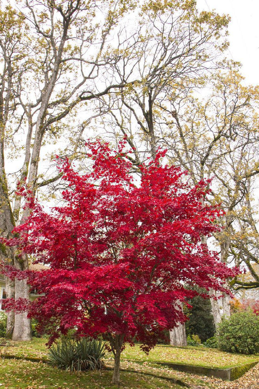 ACER PALMATUM 'BLOODGOOD' #3