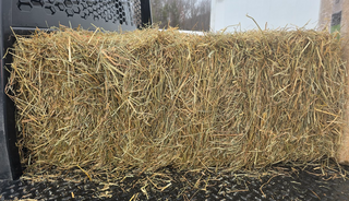 Fescue Hay Square Bale