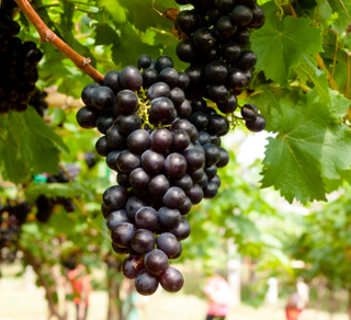 Grape Concord Seedless # 2