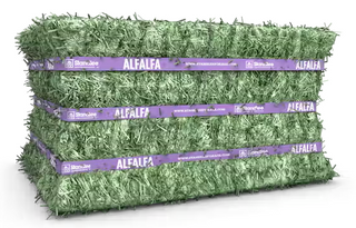 Standlee Alfalfa Compressed Bale