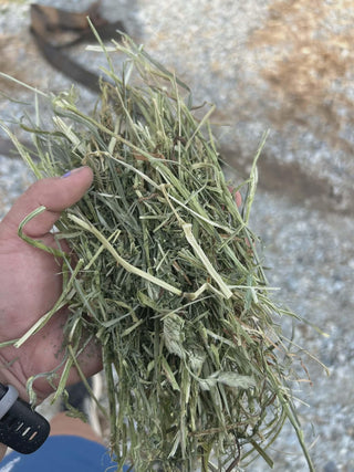 Orchard / Alfalfa Hay