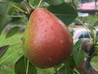 Pear Moonglow Dwarf # 7