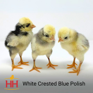 White Crested Blue Polish Female Chicks (4/20/26)