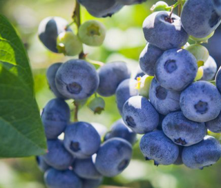 Blueberry Chippewa # 2