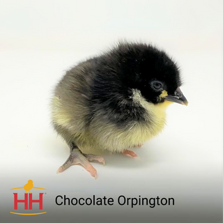 Chocolate Orpington - Females (2/10/26)