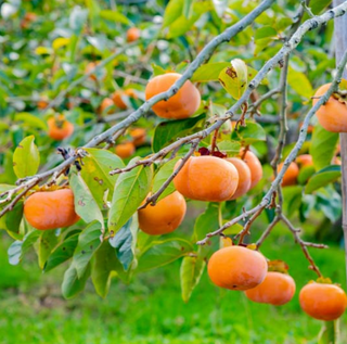 Persimmon Jiro # 7