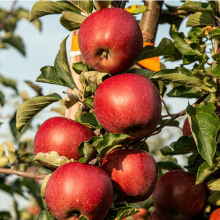 Apple Honeycrisp™ Semidwarf # 7