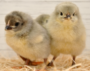 Lavender Orpington Female (Ship Date 3/18/26)