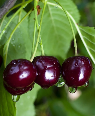 Cherry Blackgold™ Semidwarf # 7