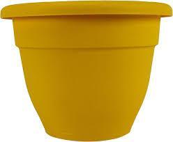 12" Caribbean Planter Honey