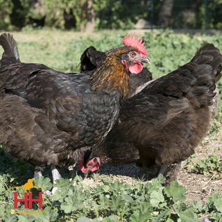 French Black Copper Maran Chicks - Female (4/13/26)