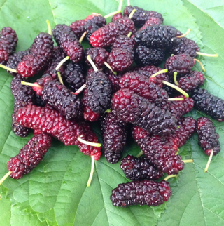 Mulberry Illinois Everbearing #3
