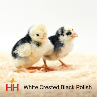 White Crested Black Polish Chicks - Females (3/31/26)