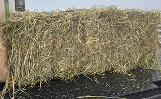 Timothy / Orchard Hay