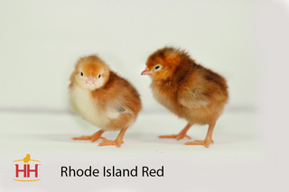 Rhode Island Red | Female (3/24/26)