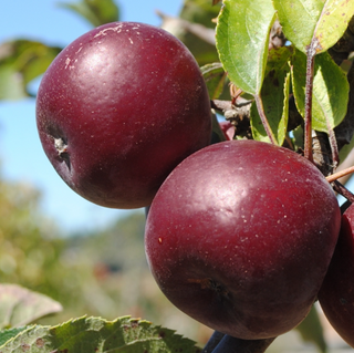 Apple Arkansas Black Semidwarf # 7
