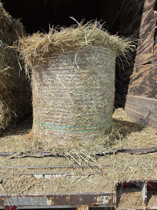 Mini Fescue Round Bale