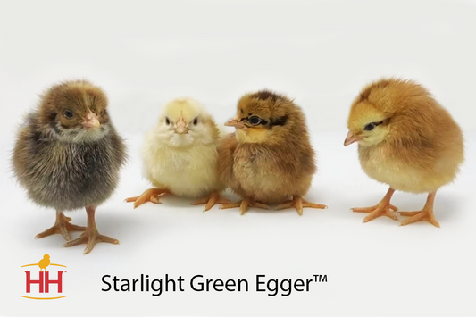 Starlight Green Egger Chicks