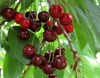 Cherry Danube™ Semidwarf # 7