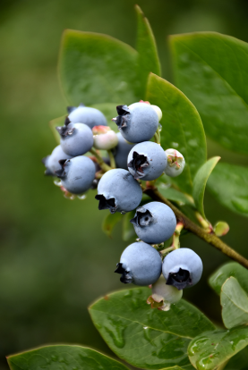 Blueberry Northblue # 2