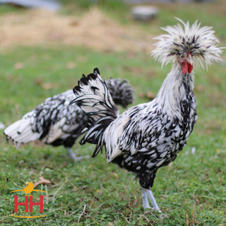 Silver Polish Chicks- Male (9/2/26)