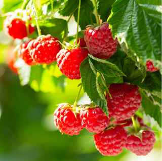 Raspberry Red Caroline # 2  PP10412