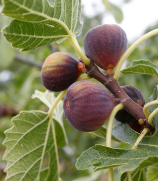 Fig Celeste # 5