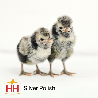Silver Polish Chicks- Male (9/2/26)