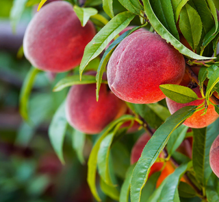 Peach Redhaven Dwarf # 7