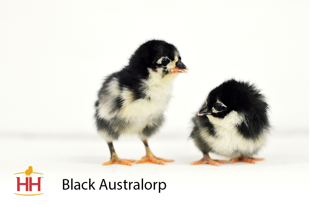 Black Australorp Chicks