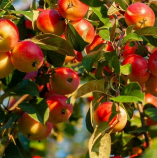 Apple Stayman Semidwarf # 7
