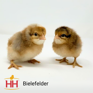 Bielefelder Female Chicks (10/7/2025)