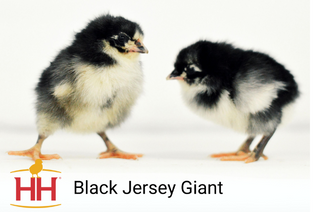 Black Jersey Giant Chicks - Female (4/29/26)
