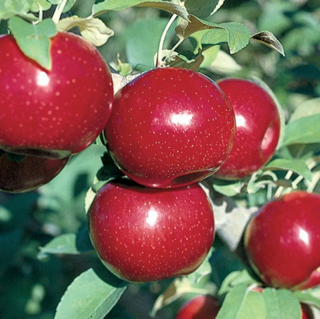 Apple Empire Semidwarf # 7