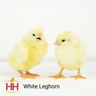 White Leghorn Female (4/1/26)