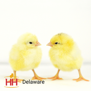 Delaware Chicks - Female (4/1/26)