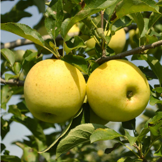 Apple Golden Delicious Semidwarf # 7
