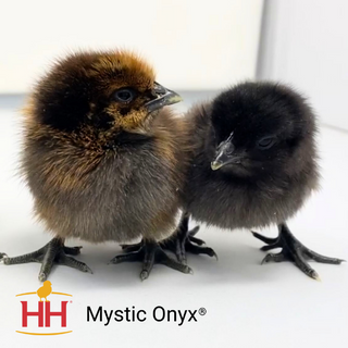 Mystic Onyx Chicks - Females (4/7/26)