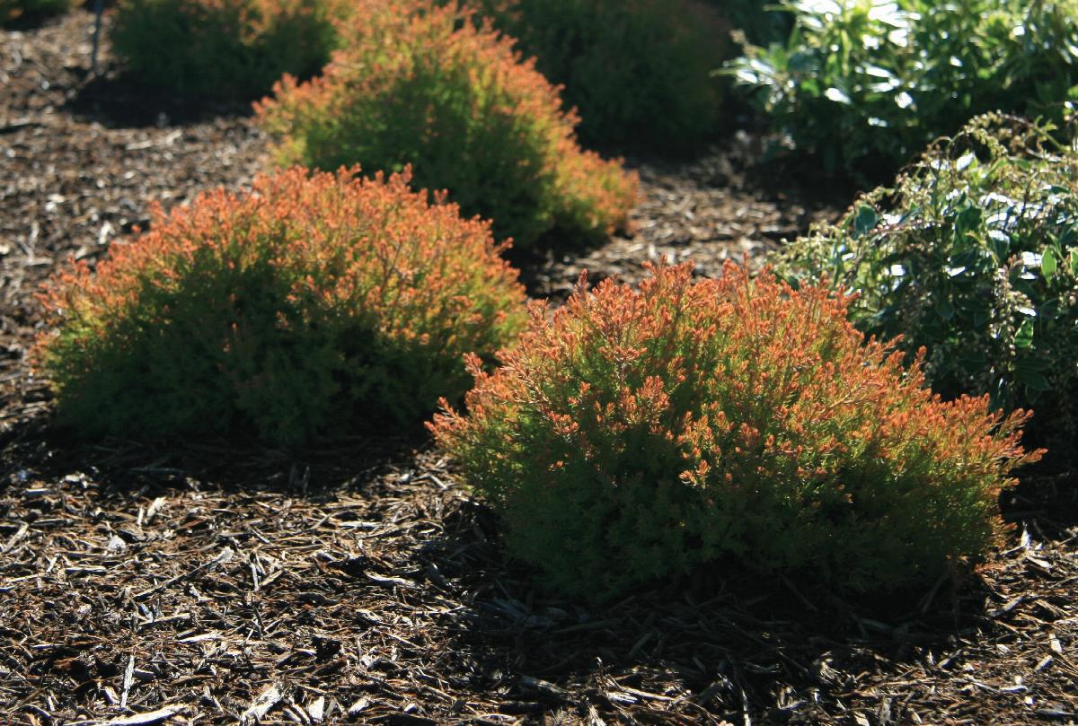 THUJA OCCIDENTALIS 'CONGABE' FIRECHIEF™ PP19009 #3