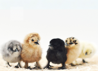Assorted Silkie Bantams- Unsexed (SHIP Date- 8/25/26)