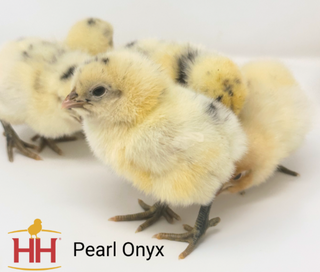 Pearl Onyx Chicks - Female (4/13/26)