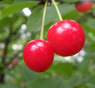 Cherry Montmorency Semidwarf # 7