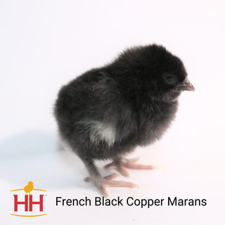 French Black Copper Maran Chicks - Female (4/13/26)