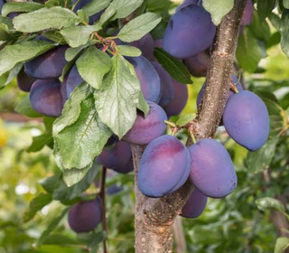 Plum Damson Dwarf # 7